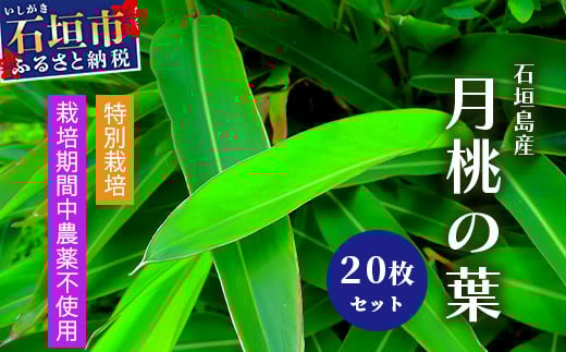 自然栽培の「月桃の葉20枚」セット（特別栽培、栽培期間中農薬不使用）【 沖縄県 石垣島産 月桃 葉 鑑賞 化学肥料不使用 】OI-15