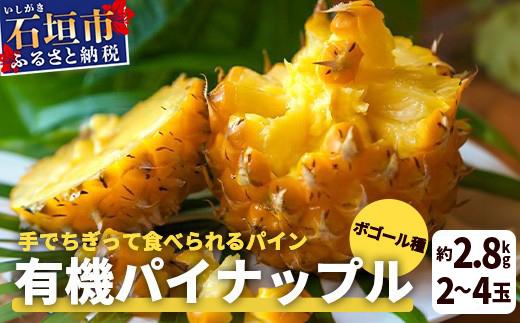 ＜先行予約＞ 石垣島産 有機パイナップル ボゴール種 2～4玉（約2.8kg）《6月上旬発送予定》| パイナップル パインアップル 石垣島パイン フルーツ 果物 くだもの 南国フルーツ 国産パイン E-41