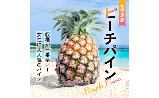 ＜先行予約＞石垣島産・大玉ピーチパイン 2玉 約2.0kg ＜2026年5月以降発送＞【 沖縄県石垣市 石垣島 フルーツ 果物 パイン 産地直送 】SI-036 大玉 2玉 約2.0kg
