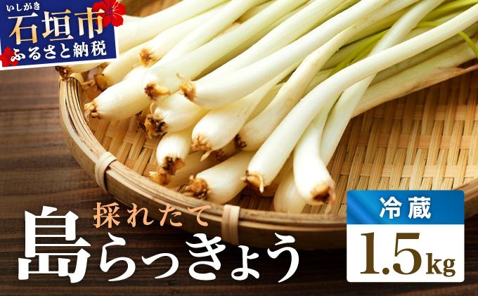 ≪2026年2月下旬～5月下旬発送≫採れたて島らっきょう 1.5kg 【 沖縄県 石垣市 野菜 らっきょう 島らっきょう おつまみ 採れたて 料理 漬物 天ぷら おかぴ農園 産地直送 】OK-02 1.5kg