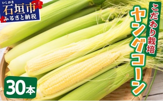 【先行予約2025年12月-2026年4月】 1番遅くて1番早い⁉ 朝採れプレミアムヤングコーンを皮付きのまま30本お届け！！