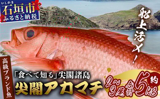 【予約受付】高級ブランド魚 尖閣赤マチ 2～3尾 合計約5kg 下処理済 【沖縄三大高級魚】尖閣諸島 刺身 焼魚 煮物 鮮魚 冷凍 ムニエル 天然 洋食 和食 白身魚 高級魚 GK-1