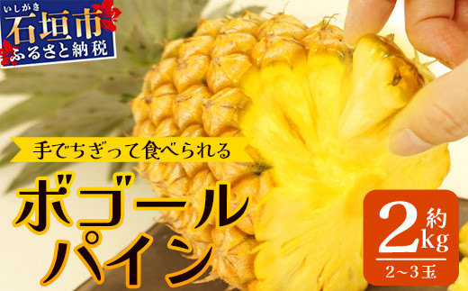 【先行予約】《2026年4月下旬より順次発送》石垣島産 ボゴールパイン 2～3玉セット 約2㎏【産地直送 石垣島産 石垣 完熟 パイン パイナップル スナックパイン ボゴール 】TD-2
