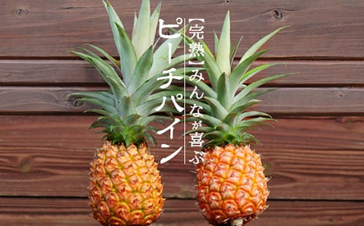 【先行受付】《2026年5月上旬～7月上旬順次発送予定》石垣島産パイナップル（ピーチパイン）3玉入 約2kg（1.7~2.2kg）【産地直送 沖縄県 石垣島 農家直送 パイン フルーツ】TK-10
