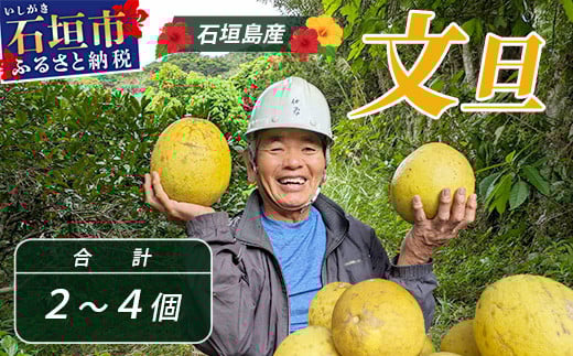 文旦（２～４個）農薬を使わず、森のような畑で栽培する特別な果物 ＜2025年11月～2026年3月順次発送＞【 沖縄 石垣島 石垣島産 フルーツ 果物 農薬不使用 離島のいいもの 沖縄いいもの石垣島 】OI-19