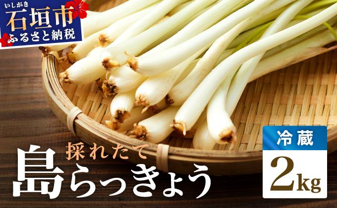 ≪2026年2月下旬～5月下旬発送≫採れたて島らっきょう 2kg 【 沖縄県 石垣市 野菜 らっきょう 島らっきょう おつまみ 採れたて 料理 漬物 天ぷら おかぴ農園 産地直送 】OK-03 2kg