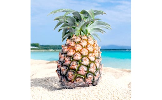 ＜先行予約＞石垣島産 中玉ピーチパイン 6玉 約4.8kg ＜2026年5月以降発送＞【 沖縄県石垣市 石垣島 フルーツ 果物 パイン 産地直送 】SI-119 中玉 6玉 約4.8kg