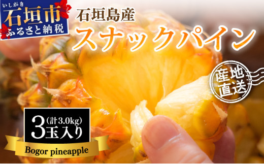【先行予約】石垣島産 中玉スナックパイン（ボゴール）3玉 約3kg 《2026年5月以降発送》SI-110 中玉 3玉 約3.0kg