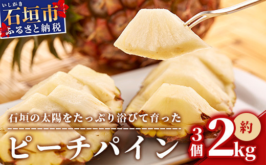 ＜先行受付＞ 石垣パイン ピーチ種 3個セット ＜2026年5月初旬～6月初旬発送予定＞ | パイナップル パインアップル 石垣島パイン フルーツ 果物 くだもの 南国フルーツ 国産パイン 3個セット