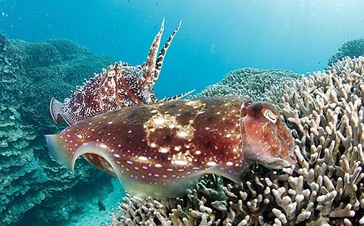 ファンダイビング利用券　石垣島のマンタ・サンゴ・ウミガメに会いに行こう！【沖縄県 石垣市 ダイビング 利用券 海 ダイバー マンタ 珊瑚 ウミガメ 旅行】YD-1-1