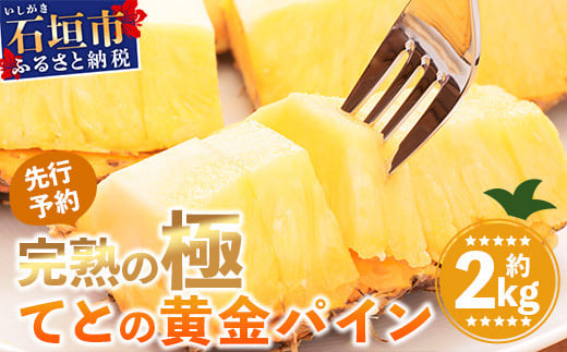 《2026年5月中旬以降順次発送》【先行予約】香りに溺れる！？ 完熟の極 てとの黄金パイン大玉約2kg【 沖縄 石垣 ゴールデン パイン パイナップル 完熟 セット フルーツ デザート オリジナル 】 TF-31_R8