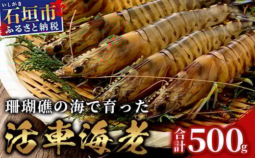 活車えび 500g【季節限定】25尾前後 沖縄県 石垣島 石垣市 活き くるまえび 車エビ BE-4 500g 25尾前後