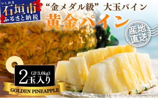 ＜先行予約＞ 石垣島産 黄金パイン 大玉 2玉 約3.0kg ＜2026年7月以降発送＞【 産地直送 沖縄 石垣 フルーツ パイナップル パイン 黄金パイン 】 SI-051 大玉 2玉 約3.0kg