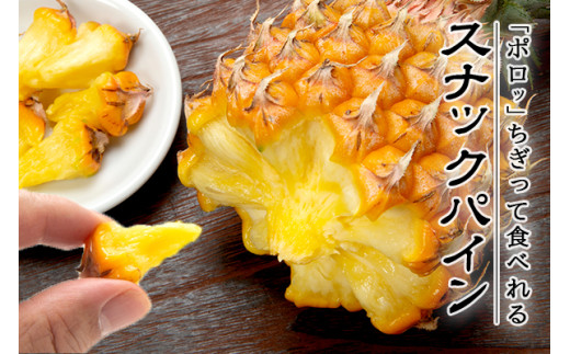 ＜先行予約＞ 農家直送！石垣島産 スナックパイン 3玉入 約1.8kg (1.6～2.0kg) ＜2026年5月中旬から発送＞ | 沖縄県 石垣島 石垣市 スナックパイン ポコットパイン ボゴールパイン パインアップル 農家 直送