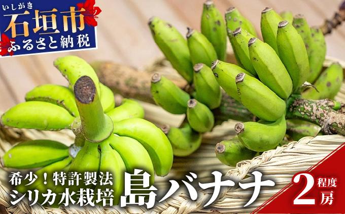 希少！特許製法で作るシリカ水で栽培する特別な「島バナナ」【ふるさと納税 沖縄県石垣市 沖縄 石垣市 石垣島 希少 無農薬 バナナ ばなな 離島のいいもの 沖縄いいもの石垣島 】OI-6