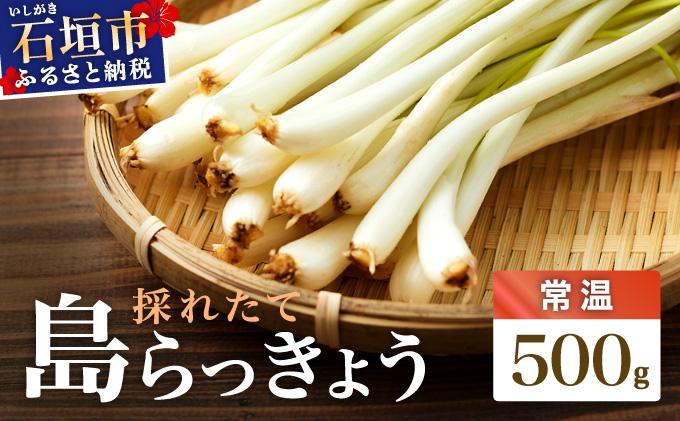 ≪2026年2月下旬～5月下旬発送≫採れたて島らっきょう 500g 【 沖縄県 石垣市 野菜 らっきょう 島らっきょう おつまみ 採れたて 料理 漬物 天ぷら おかぴ農園 産地直送 】OK-01 500g