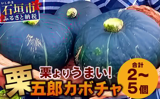 高級カボチャ「栗五郎」サイズ色々2-5個、お得セット！農薬を使わないシリカ水栽培 (3月～5月順次発送)【 産地直送 沖縄県 石垣島産 カボチャ かぼちゃ 野菜 離島のいいもの 沖縄いいもの石垣島 】OI-13