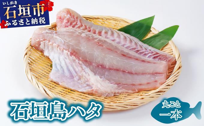 石垣島 ハタ 丸ごと1本 | 勝水産 ミーバイ ヤイトハタ 沖縄県石垣市 石垣 沖縄 石垣市 石垣島 KS-13 1尾