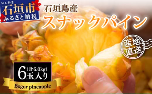 【先行予約】石垣島産 中玉スナックパイン（ボゴール）6玉 約6kg 《2026年5月以降発送》SI-112 中玉 6玉 約6.0kg