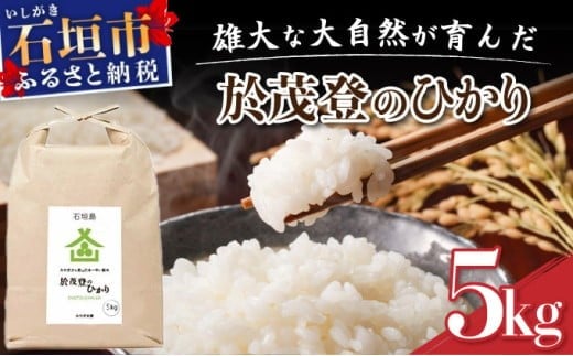 石垣島産 於茂登(おもと)のひかり 5kg みやぎ米屋【 日本一早い新米の産地 石垣 米 お米 産地直送 旬 しきゆたか 沖縄県 石垣市 】MK-1 