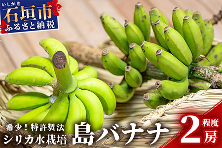希少!特許製法で作るシリカ水で栽培する特別な「島バナナ」 OI-6