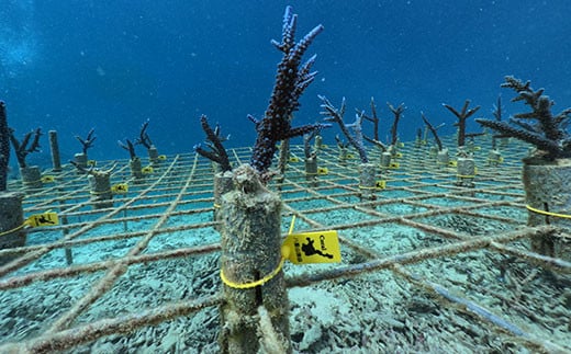石垣の海に旅行する際は是非！