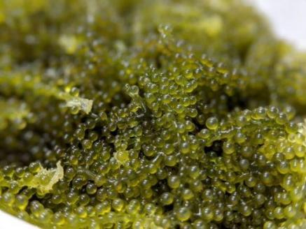 【てだこのまちのグリーンキャビア】海ぶどう（1kg）