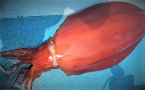 【沖縄県産 巨大イカ】ソデイカ短冊