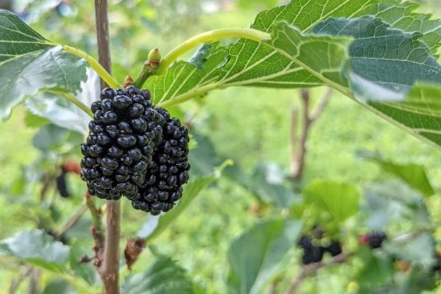 【数量限定】2022年度産 浦添ワイン Mure de Soleil（ミュール・ドゥ・ソレイユ）