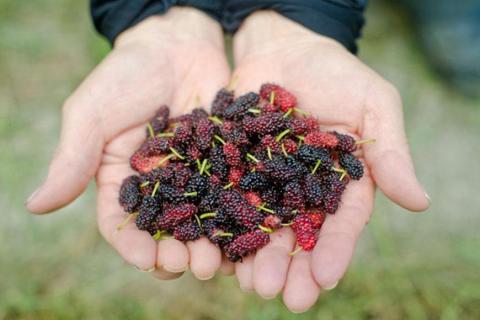 桑の実ジャム３個セット