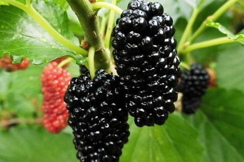 桑の実ジャム＆お酢セット