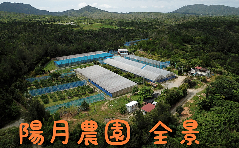 2026年発送【陽月農園】　贈答用マンゴー 約1kg フルーツ 果物 期間限定 数量限定 先行予約 南国 プレゼント お土産 おみやげ ギフト くだもの 沖縄 おきなわ 青果 デザート おすすめ 人気 冷蔵 夏 スイーツ