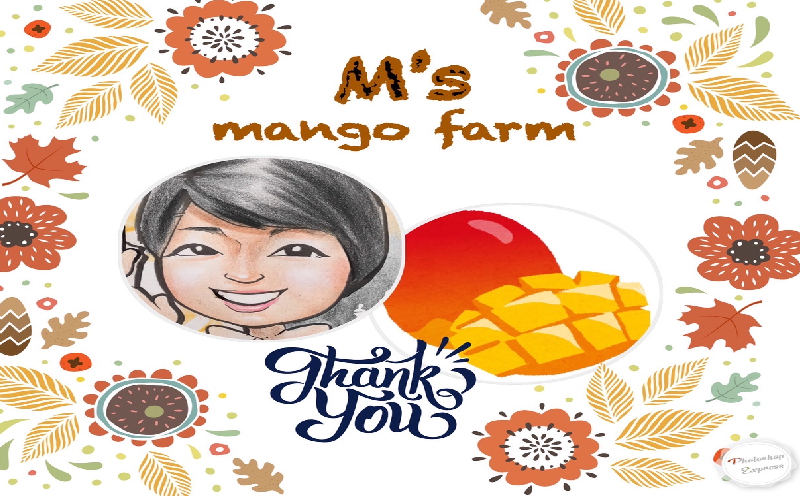 2025年発送【沖縄やんばる産】約2kg　優品アップルマンゴー（Ms mango farm） 南国 南国フルーツ 先行予約 期間限定 沖縄 甘味 糖度 フルーツ 果物 果実 プレゼント ギフト トロピカル 数量限定 予約 おすすめ くだもの 太陽 やんばる 自然