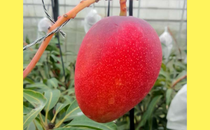 2026年発送【ファーム又吉】A級品アップルマンゴー　約1.5kg フルーツ 果物 期間限定 数量限定 先行予約 南国 プレゼント お土産 おみやげ ギフト くだもの 季節 おきなわ 青果 デザート おすすめ 人気 冷蔵 夏 スイーツ