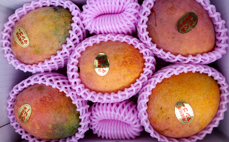 2026年発送【きなマンゴー園】アップルマンゴー　家庭用2kg以上 先行予約 完熟 マンゴー アップル 南国 沖縄 フルーツ くだもの 果物 果実 先行予約 産地直送 贅沢 濃厚 スイーツ デザート 旬の果物 ご家庭用 ご自宅用 国産 冷蔵