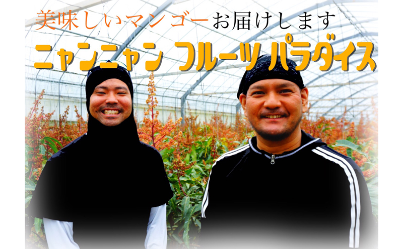 2025年発送【ニャンニャンフルーツパラダイス】名護市からお届けします！家庭用マンゴー　2kg以上 先行予約【数量限定】 完熟 マンゴー アップル 南国 沖縄 フルーツ くだもの 果物 果実 先行予約 産地直送 贅沢 濃厚 スイーツ デザート 旬の果物 ご家庭用 ご自宅用 国産 冷蔵