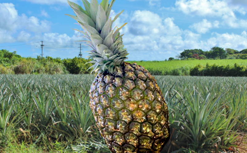 2026年【屋我地島　農家協同直売所】屋我地島のゴールドバレル　2kg以上 屋我地島 沖縄 農家 パイナップル パイン ぱいん 県産 名護 送料無料 ご当地 ギフト プレゼント ふるさと納税 お取り寄せ 果物 くだもの デザート フルーツ 協同直売所