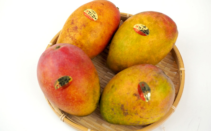 【2026年発送】【訳あり品】共選完熟マンゴー1.3kg以上（3～6玉） 訳アリ マンゴー まんごー 果物 くだもの 果実 お取り寄せ 送料無料 沖縄県産 産地直送 アーウィン 人気 自分用 甘味 県産 ご当地 やんばる ふるさと納税 名護市