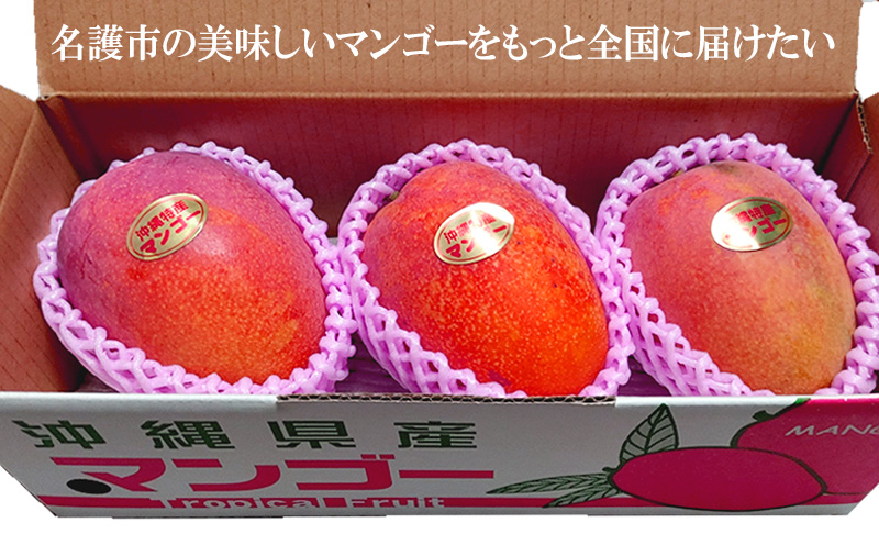 2026年発送【75マンゴー生産部会】 75（名護）マンゴー　約1kg 期間限定 数量限定 先行予約 フルーツ 果物 南国 プレゼント お土産 おみやげ ギフト スイーツ 贈答 冷蔵 人気 おすすめ デザート 青果 おきなわ 季節 くだもの
