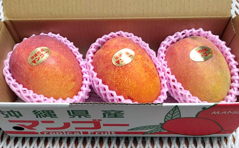 【2026年発送】名護市最北端イナミファームの家庭で楽しむアップルマンゴー 約1kg フルーツ 果物 期間限定 数量限定 マンゴー 南国 プレゼント お土産 おみやげ ギフト くだもの 沖縄 おきなわ 青果 デザート おすすめ 人気 冷蔵 夏 スイーツ