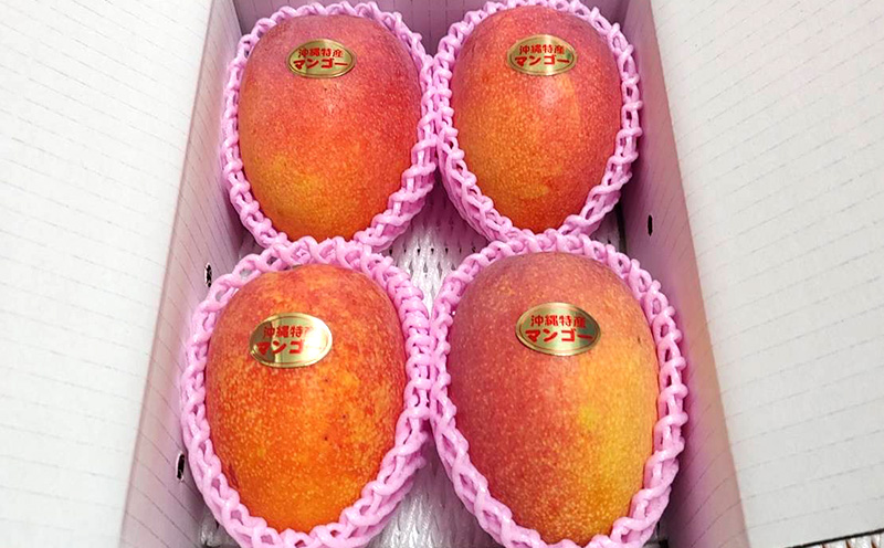 【2026年発送】名護市最北端イナミファームの家庭で楽しむアップルマンゴー 約1.5kg フルーツ 果物 期間限定 数量限定 マンゴー 南国 プレゼント お土産 おみやげ ギフト くだもの 沖縄 おきなわ 青果 デザート 冷蔵 おすすめ 人気 夏 スイーツ