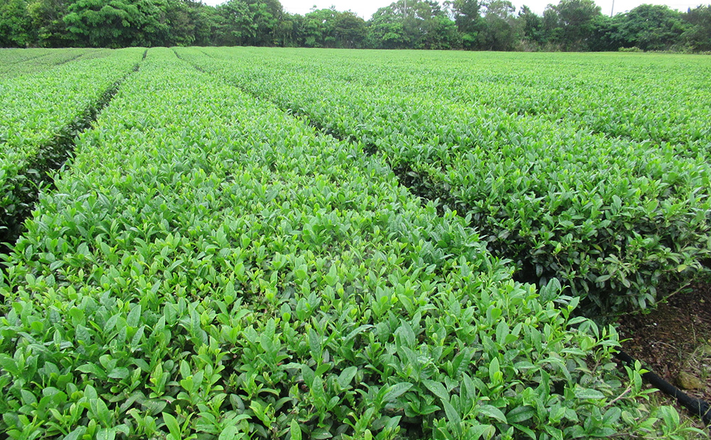 令和8年産　呉我銘茶　400g (200ｇ×2袋) 名護 なご 国産 県産 送料無料 コク 人気 ギフト お茶 さわやか 茶葉 こだわり 飲み物 美味しい 取り寄せ おきなわ オキナワ 沖縄 まろやか 旨味