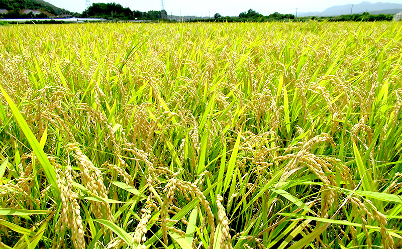 令和7年産　羽地米(ひとめぼれ)　5kg 名護 米 こめ おこめ 国産 沖縄 食品 おにぎり おいしい 独特 お取り寄せ 真空袋 食べ物 美味しい 自然 ご当地 県産 南国 なご 旨味