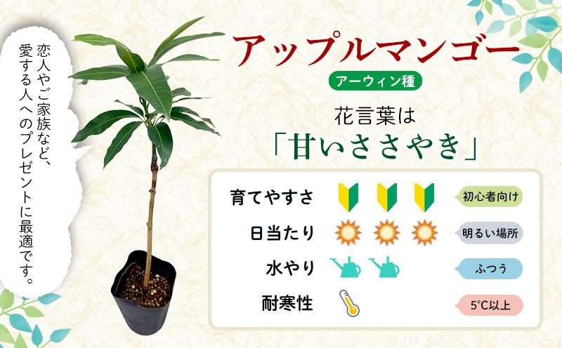 アップルマンゴー苗木3本(アーウィン種) アップル マンゴー 苗 お祝い アーウィン種 アーウィン 苗木 果物 果実 育てやすい インテリア 鉢植え 観葉植物 植物 観賞用 グリーン ギフト 贈り物 プレゼント 沖縄