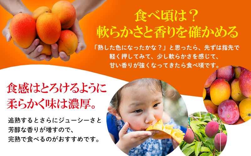 2026年発送【贈答用】極上やんばるマンゴー約3kg【秀品】 完熟 マンゴー 先行予約 冷蔵 大玉 家庭 贈答用 スイーツ スムージー プリン フルーツジュース 国産 フルーツ 果物 果実 南国 沖縄 ギフト 贈り物 プレゼント