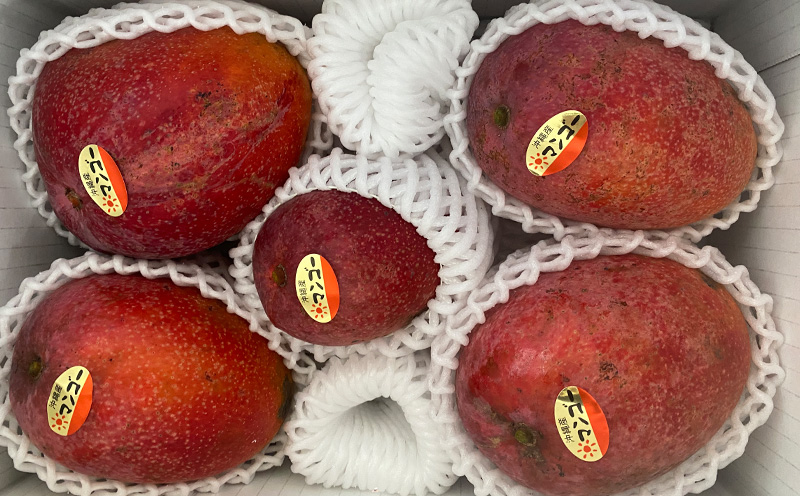 2025年発送【中山マンゴー園】沖縄県産【クロレラ肥料使用】家庭用マンゴー2kg以上（4～6玉） 先行予約 完熟 マンゴー アップル 南国 沖縄 フルーツ くだもの 果物 果実 先行予約 産地直送 贅沢 濃厚 スイーツ デザート 旬の果物 ご家庭用 ご自宅用 国産 冷蔵