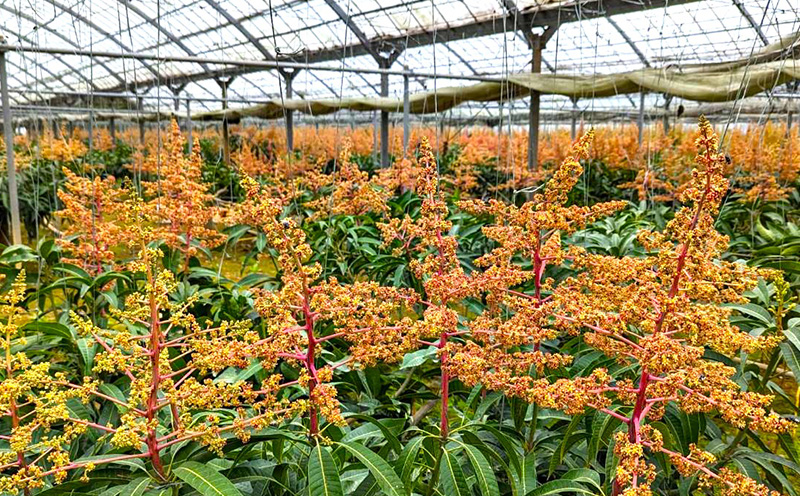 2026年発送【TROPICAL FIELD モリ之ナカ】極撰マンゴー　約1.5kg（3～4玉） フルーツ 果物 期間限定 数量限定 先行予約 南国 プレゼント お土産 おみやげ ギフト くだもの 沖縄 おきなわ 青果 デザート おすすめ 人気 冷蔵 夏 スイーツ