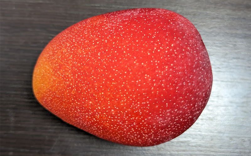 2026年発送【TROPICAL FIELD モリ之ナカ】贈答用マンゴー約1.5kg（3～5玉） フルーツ 果物 期間限定 数量限定 先行予約 南国 プレゼント お土産 おみやげ ギフト くだもの 沖縄 おきなわ 青果 デザート おすすめ 人気 冷蔵 夏 スイーツ