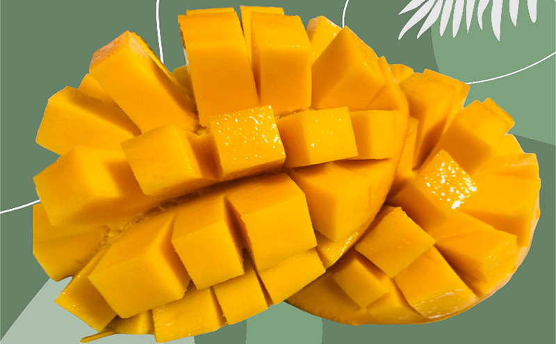 2025年発送【TROPICAL FIELD モリ之ナカ】家庭用マンゴー約2kg（4～6玉） フルーツ 果物 期間限定 数量限定 先行予約 南国 プレゼント お土産 おみやげ ギフト くだもの 沖縄 おきなわ 青果 デザート おすすめ 人気 冷蔵 夏 スイーツ