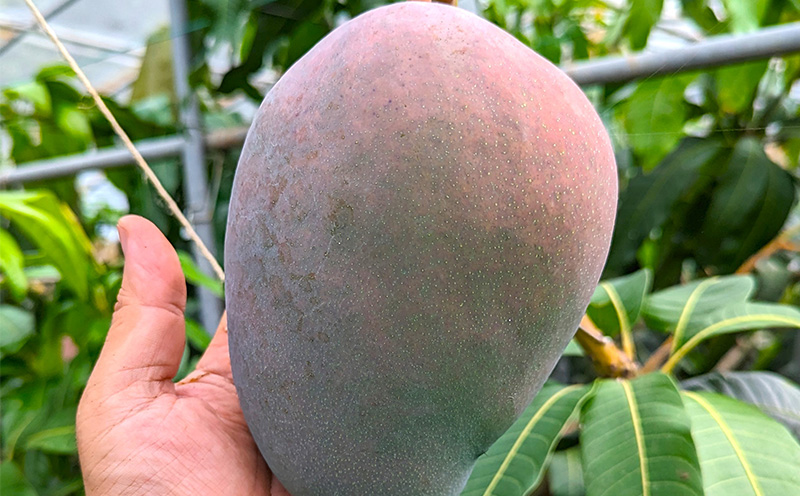 2026年発送【TROPICAL FIELD モリ之ナカ】幻のキーツマンゴー　2kg以上 フルーツ 幻 果物 期間限定 数量限定 先行予約 プレミアム 南国 プレゼント お土産 ギフト くだもの 沖縄 青果 デザート おすすめ 人気 冷蔵 夏 スイーツ